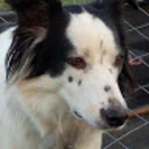 Meet your Posher, Tam